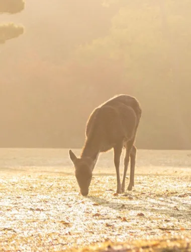 Nara: Sacred Morning Walk with Deer in the Mist