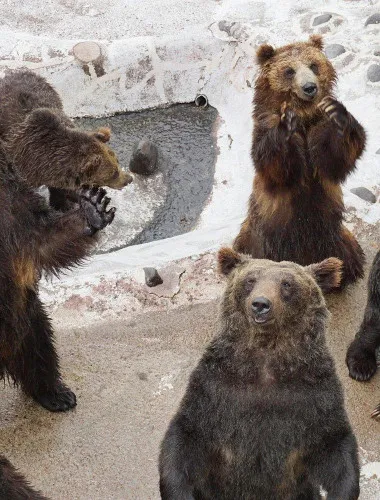 Hokkaido: Bear Park and Jigokudani Hell Valley Tour