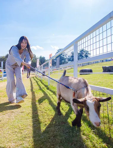 Osaka: Enjoy interacting with animals, taking goats for walks, feeding mini pigs and more at the largest green pasture in Kansai! 