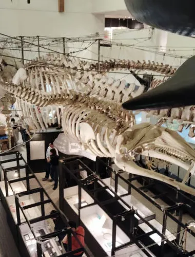 Wakayama: Taiji Whale Museum and Japan’s Ocean Heritage