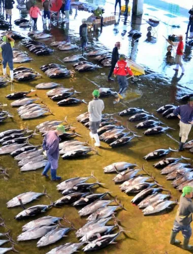 Wakayama: Learn & Taste Japan Tuna Culture in Nachikatsuura