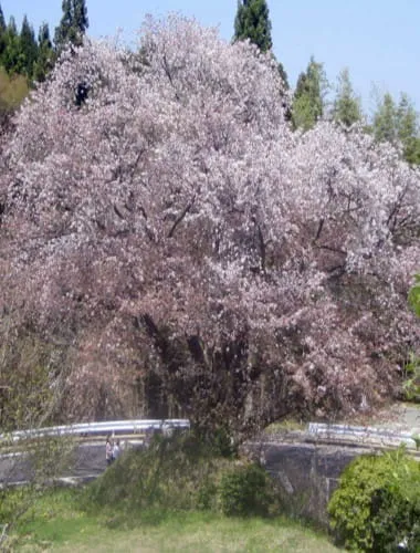 Ishiwarizakura (The Rock-Splitting Cherry Tree)