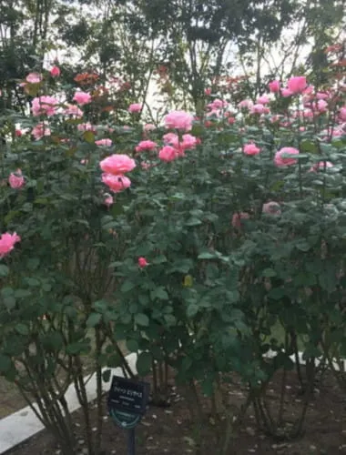 Flower Festival Commemorative Park