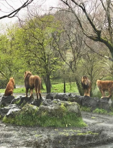 Fuji Safari Park