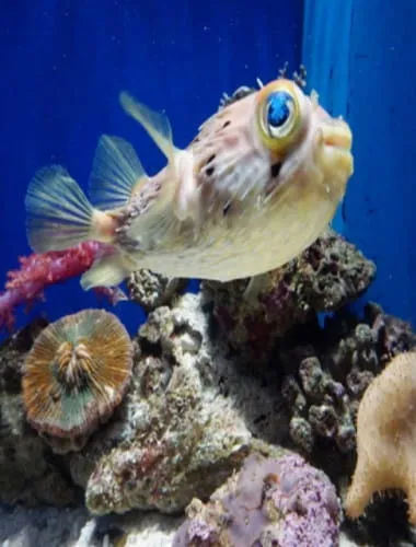 Numazu Deep Sea Aquarium