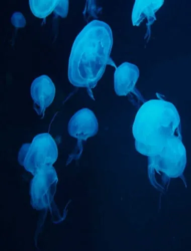 Izu-Mito Sea Paradise