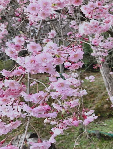 Ishiyama-dera Temple