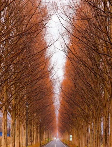 Metasequoia Tree-lined Road