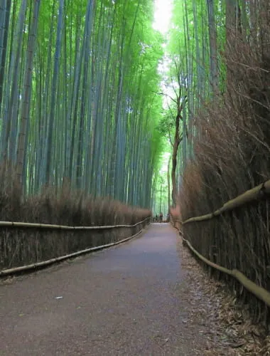 Arashiyama Bamboo Grove