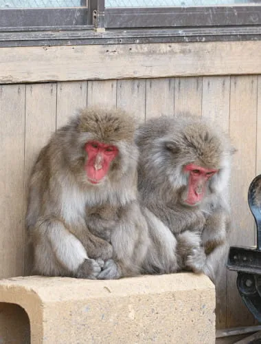 Arashiyama Monkey Park Iwatayama