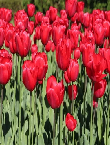 Kyoto Botanical Gardens