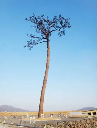 The Miracle Pine Tree