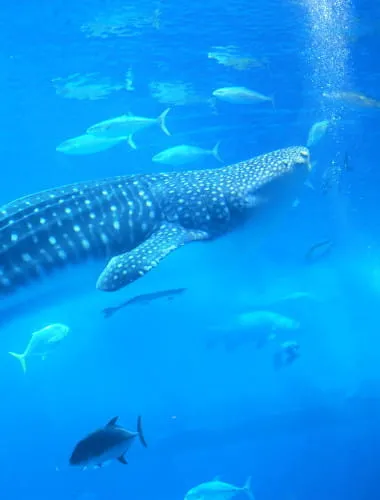 Osaka Aquarium Kaiyukan 