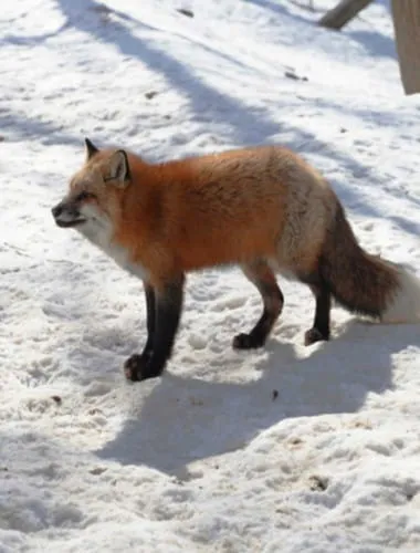 Zao Fox Village