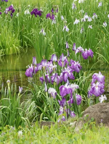 Shirokita Park