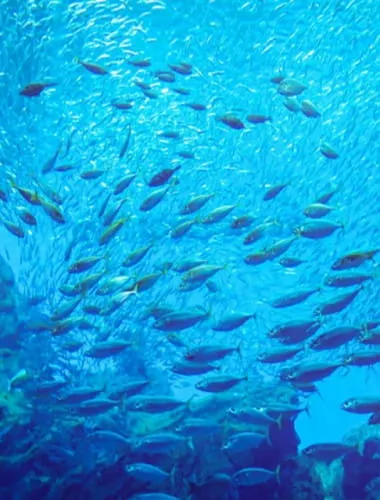 Sendai Umino-Mori Aquarium