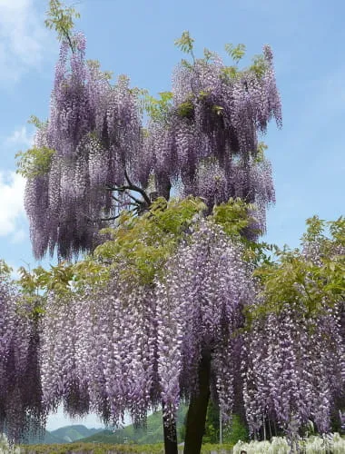 Shirai Oomachi Fuji Park