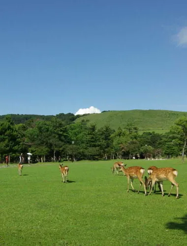 Nara Park