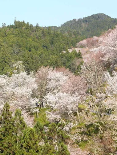 Mt. Yoshino