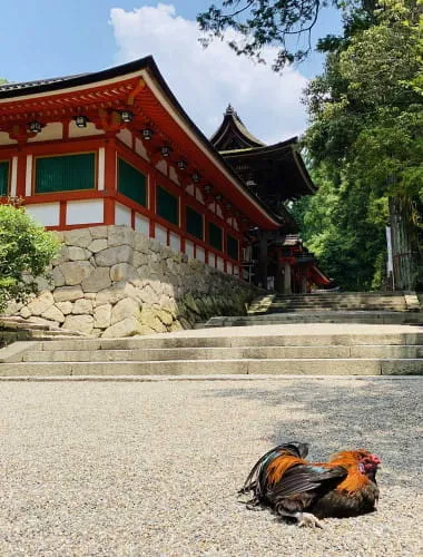 Isonokami Jingu Shrine