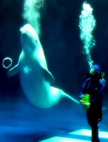 Shimane Aquarium Aquas