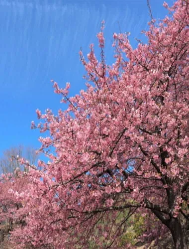 Hiroshima Prefectural Beach