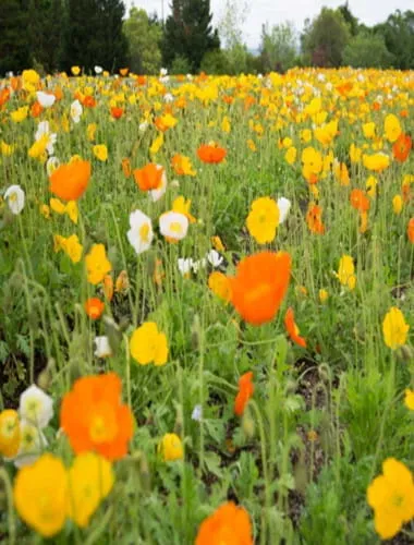 National Bihoku Hillside Park