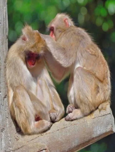 Fukuoka City Zoological Garden