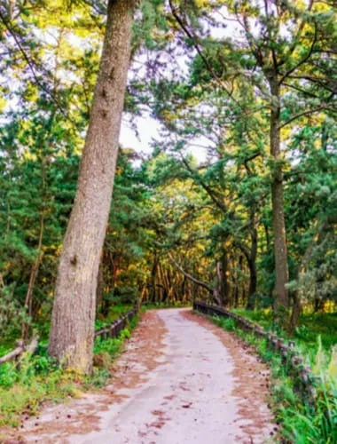 Niji No Matsubara Pine Grove