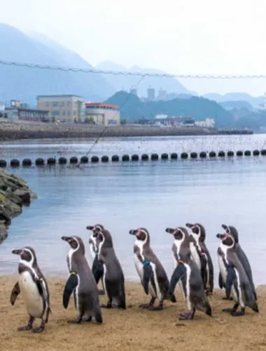 Nagasaki Penguin Aquarium