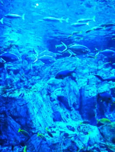 Oita Marine Palace Aquarium Umitamago