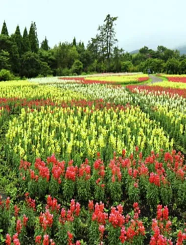 Kuju Flower Park