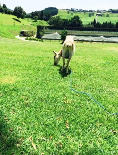 Takachiho Ranch