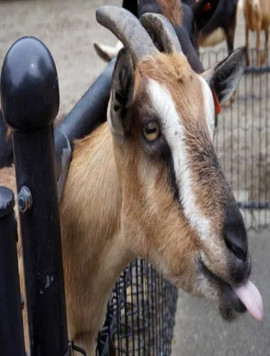 Miyazaki City Phoenix Zoo