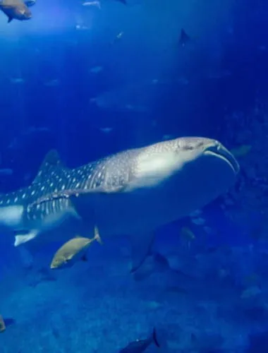 Okinawa Churaumi Aquarium