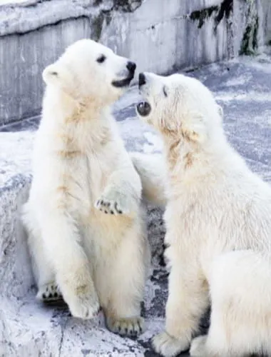 Sapporo Maruyama Zoo