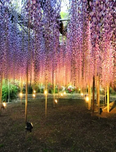 Ashikaga Flower Park