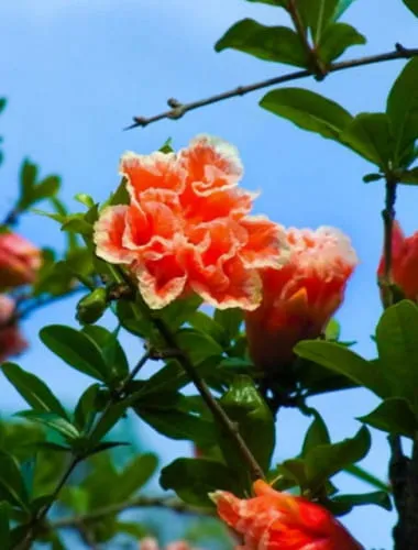 Musashi Kyuryo National Government Park