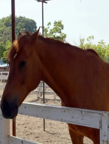 Saitama Children's Zoo