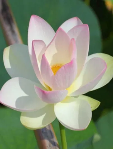 Kodai Hasu No Sato (Ancient Lotuses Park) 