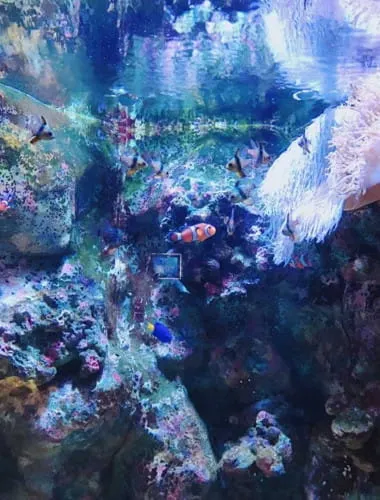 Echizen Matsushima Aquarium