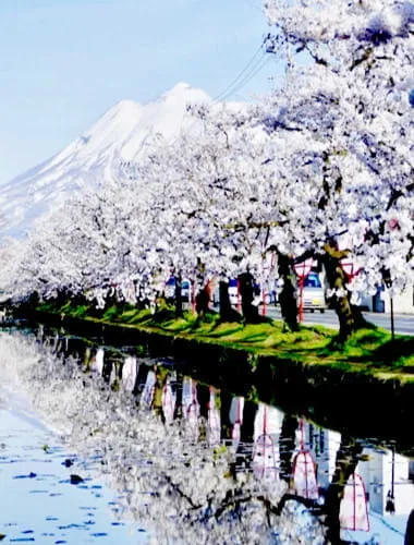 Hirosaki Cherry Blossom Festival