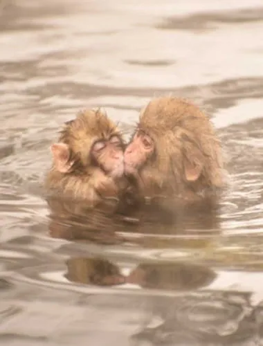 Snow Monkey Mountain