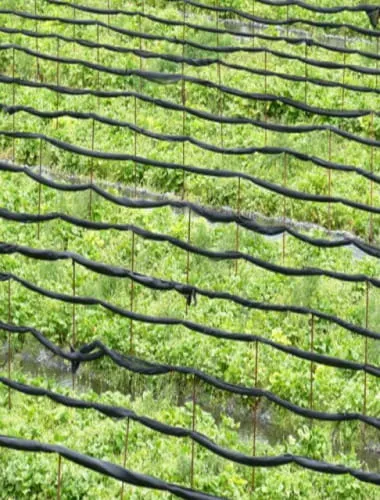 Daio Wasabi Farm